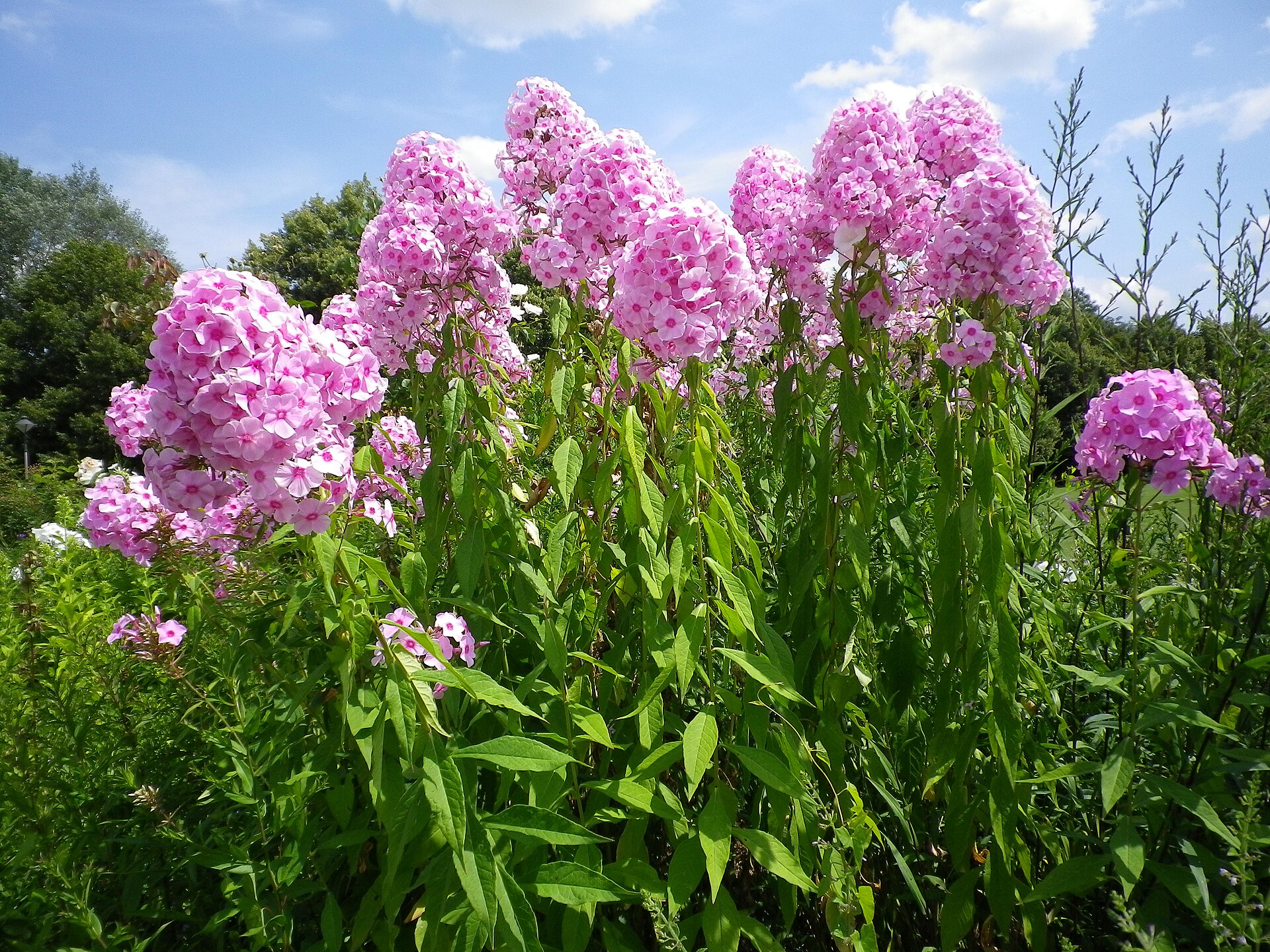 Klenzepark in Ingolstadt mit Grünflächen