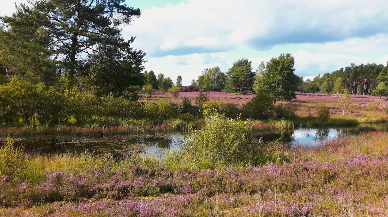 Lila Heideblüte in der Lüneburger Heide