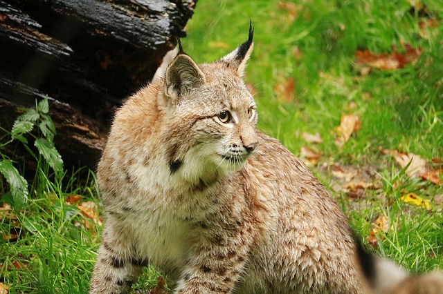 Wildgehege Moritzburg