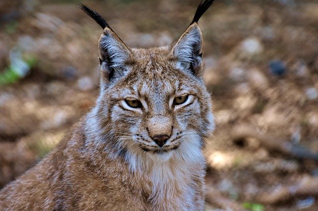 Luchse kann man auch im Wildpark Lüneburg bestaunen