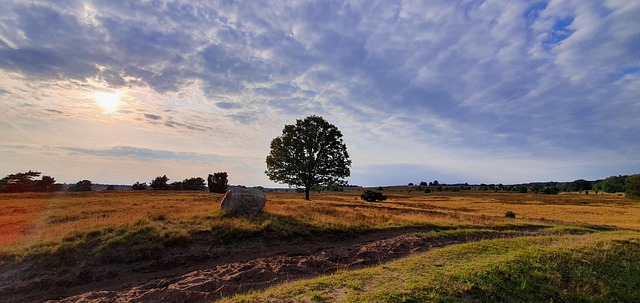 Ein Besuch der Heide ist etwas, was man in Lüneburg machen kann - oder sogar muss.