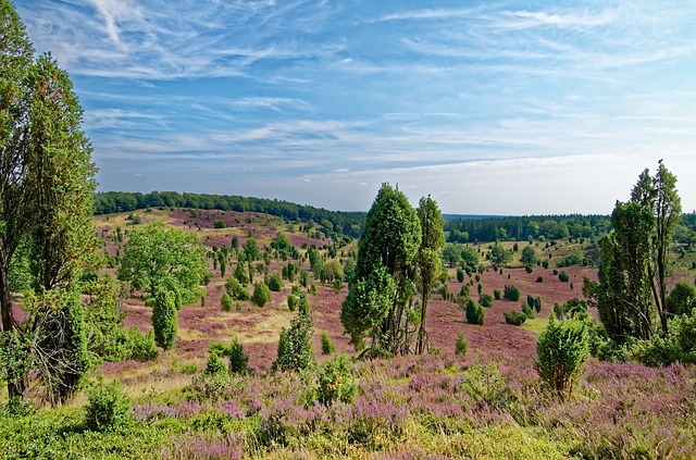 Wann blüht die Lüneburger Heide am schönsten? Ende Juli bis Anfang September.