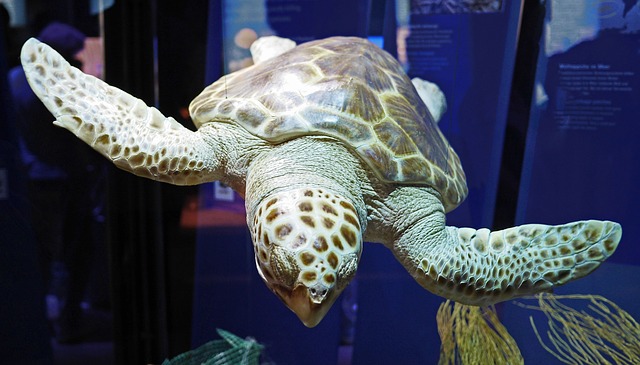Meeresschildkröte Ozeaneum